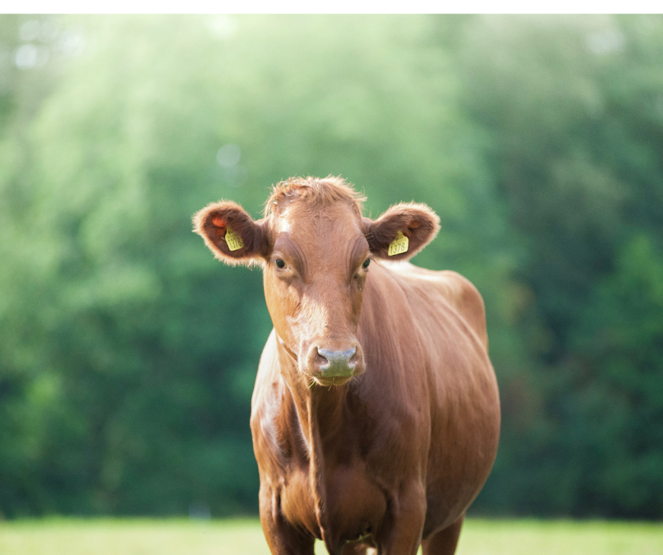 Ile kosztuje 600 kg byk w Polsce ?